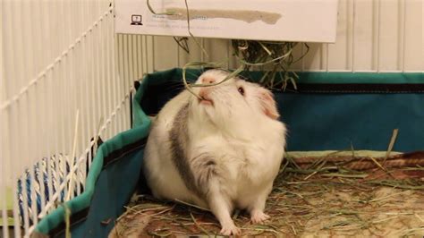 Wooden rack hay with free shipping. Guinea pigs enjoying a DIY hay rack - YouTube