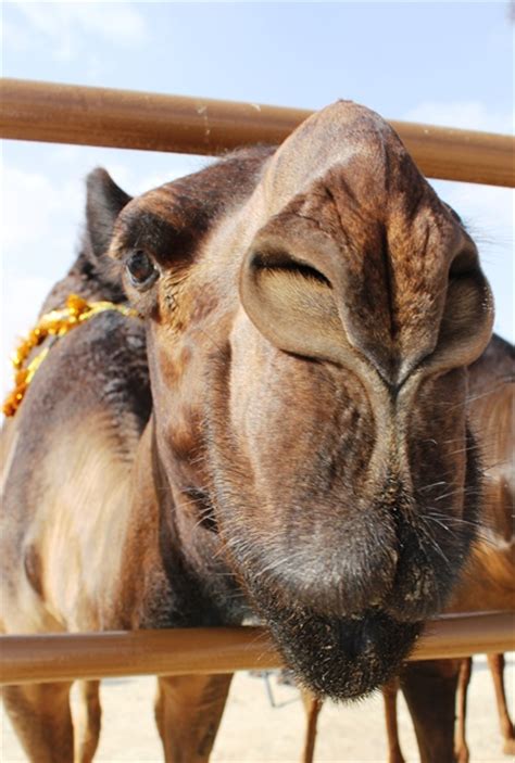 What does a camel store in its hump? Arabian Tales and Other Amazing Adventures: How to Judge a ...