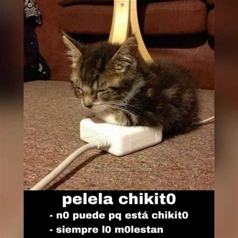 Iniciativa para reconocer el dia internacional del gato y crear conciencia. Los mejores memes que dejó el Día Internacional del Gato