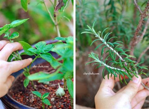 1 rosemary importers in malaysia. Growing Basil & Rosemary In Malaysia | Growing basil ...