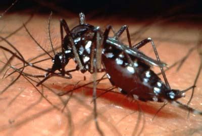 Menurut beliau lagi, sebenarnya kaedah atau cara terbaik untuk menghalang pembiakan nyamuk aedes dan penularan demam denggi adalah sikap manusia. MUAFAKAT MEMBAWA BERKAT: Amaran - Demam Denggi