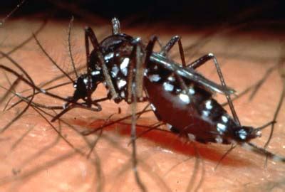 Projek perbandaran, perubahan iklim punca pembiakan meluas nyamuk aedes 2. MUAFAKAT MEMBAWA BERKAT: Amaran - Demam Denggi