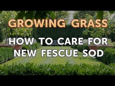 Follow these sod care tips for a healthy and happy lawn. How to Care for New Fescue Sod - YouTube