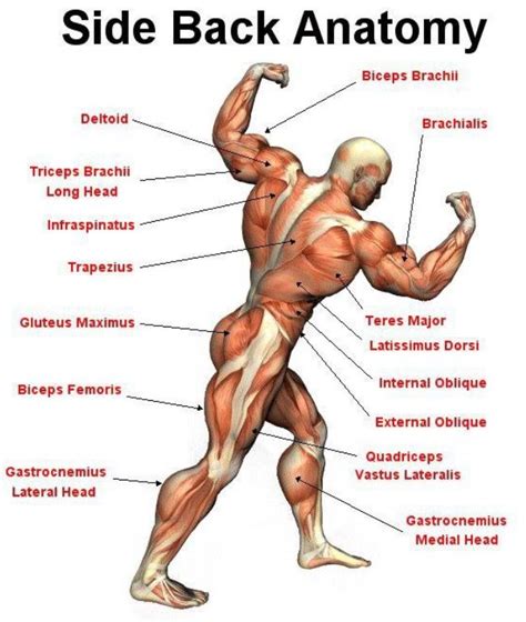 In this manner, origins are inferior to their insertions. Pin by Paleo Fit on Anatomy | Muscle anatomy, Human ...