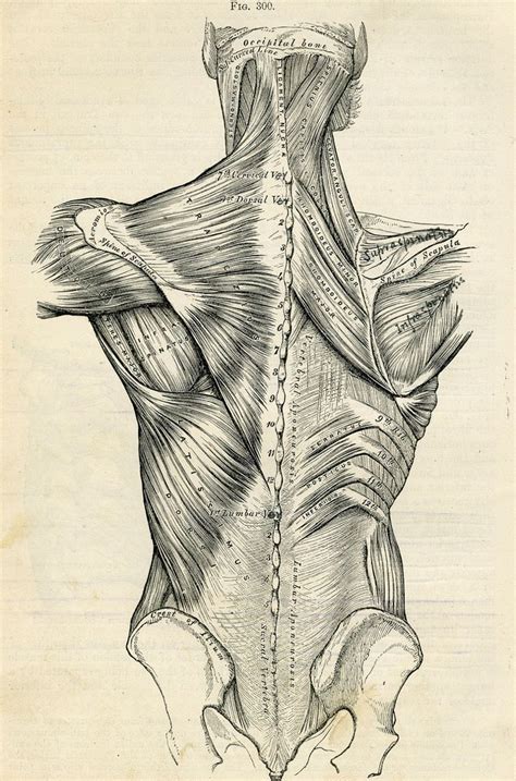 Click on the labels below to find out more about your muscles. Human Back - Human Body Anatomy Illustration - 1887 Antique Medical Plate | Grey, Human body and ...