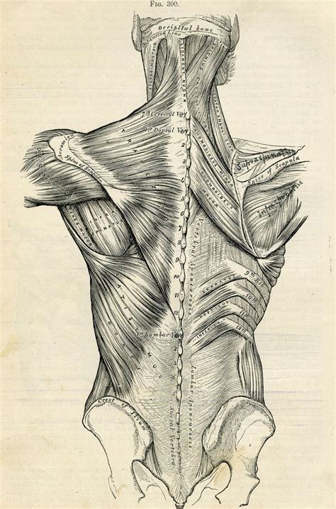 See human back anatomy stock video clips. Human Back - Human Body Anatomy Illustration - 1887 ...