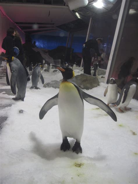 See more of penguins in melbourne penguin parade on facebook. King penguin Melbourne Aquarium | Penguins, Aquarium