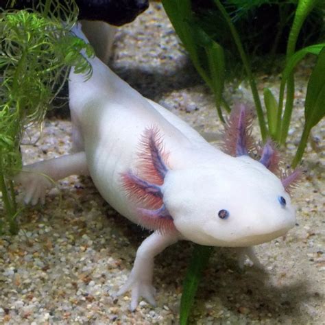Axolotl (mexican walking fish) we have not had one for a long time. Axolotls - InvertAquatics