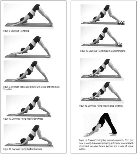 What muscles do downward dog work? Biomechanical precepts define 21st century yoga | Downward ...