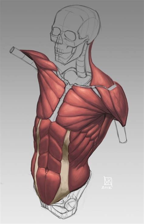 One way is to group them by their location on the anterior, lateral, and posterior regions of the body, but they can also be classified by anatomical. Pin by Sebawilhelmsson on reference | Anatomy sketches ...