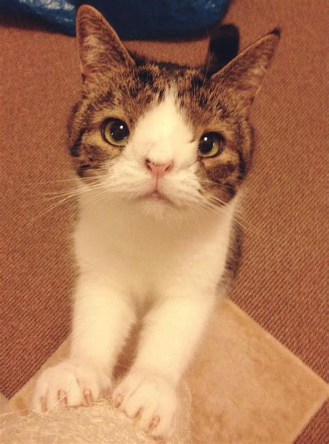 4,160 likes · 44 talking about this. Meet Monty: The Adorable Cat With An Unusual Face