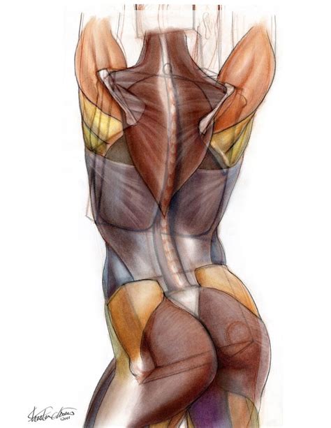 It's a cylindrical muscle that travels along the length of the spine. 33 best images about The Back Anatomy on Pinterest | Back muscles, Indian summer and Anatomy