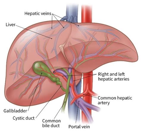 Similarly, how long can a cat live with a brain tumor? Chemotherapy for Liver Cancer