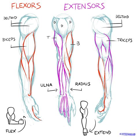 Related posts of arm muscles diagram. Arm Muscle Drawing at GetDrawings | Free download