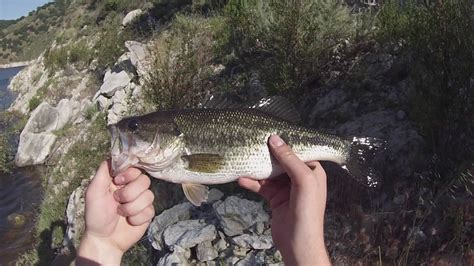 Followers 2 catches 0 spots 0. Bass Fishing California | LOPEZ LAKE | 4.22.17 - YouTube