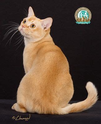 We believe in quality not quantity and only have a couple of litters a year. Burmese Cat Breeders Massachusetts