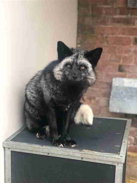 People enjoy raising baby poultry including. Family Sees Strange Fox Hanging Out In Backyard - The Dodo