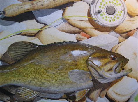 .acrylic paint, and colored pencil to color. Smallmouth Bass: Colored Pencil by DerBrotkorb - color ...