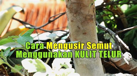 Semut membenci cuka, jadi semprotkan cuka di sekitar pintu atau daerah lainnya untuk mengusir mereka. Cara Mengusir Semut Dari Tanaman Cabe - Berbagi Tanam