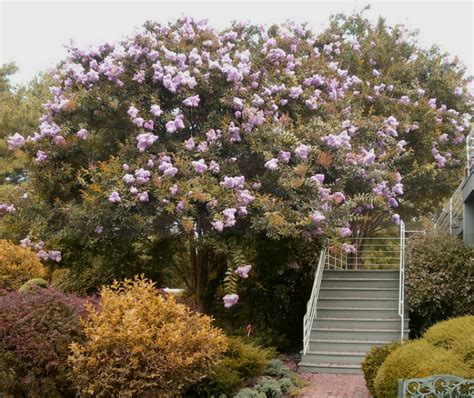 There are over 450 lavender varieties and finding the best lavender plant for your needs might be a daunting task. These Crape Myrtles are Cold Hardy Through Zone 5!