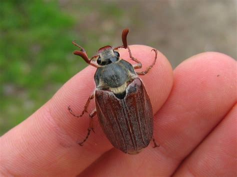 De meikever of gewone meikever ( melolontha melolontha ) is een insect uit de orde kevers (coleoptera) en de familie bladsprietkevers (scarabaeidae). Hagen | Jo's Gedachtenkronkels