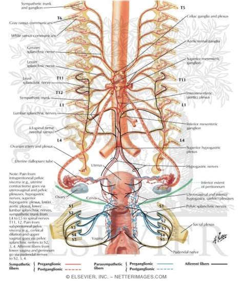 The lower part of your face that moves when you open your mouth: Innervation of Female Reproductive Organs: Schema