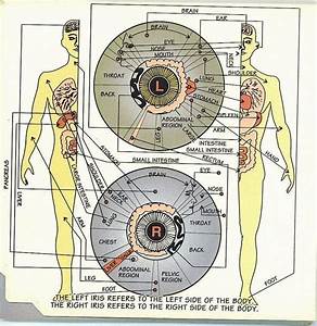 Iridology Chart For Watching Your Body 39 S Integrity Iridology Chart