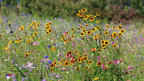 Auf einem fünftel unserer landesfläche wachsen heute wiesen und weiden. Blumenwiese Foto & Bild | landschaft, Äcker, felder ...