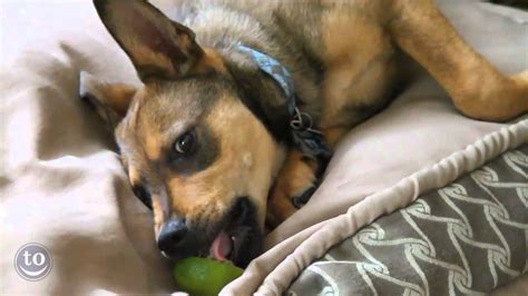 Please see this thread for a more detailed explanation. Dogs vs. Citrus Fruits - YouTube