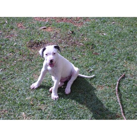 Your pitbull boxer mix puppies are not likely to be an exact split of a boxer and pitbull. Boss - Large Male Boxer x Great Dane Mix Dog in NSW - PetRescue