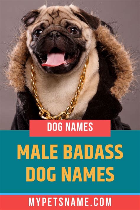 Our list of the best boy dog names is based on rover's data and community of dog top cool male dog names. One word comes to mind first when we think of male badass ...