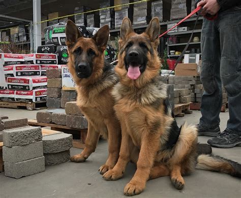 If you're interested in meeting any of our dogs or starting the adoption process, please. German Shepherd Puppies for sale in California. German ...