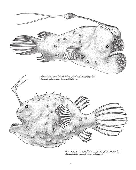 Ceratioidei are distributed throughout the world's oceans below a depth of 300 m. Ceratioidei - Tiefsee-Angler by Blackyard Gmbh - Issuu