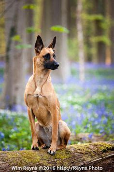 This is definitely something i'll try. Hallerbos | Belgium | Pinterest