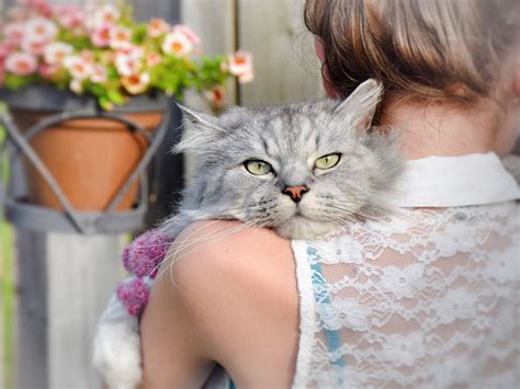 Felis poses no threat to owners. Parasite that breeds in cats 'could affect human behaviour ...