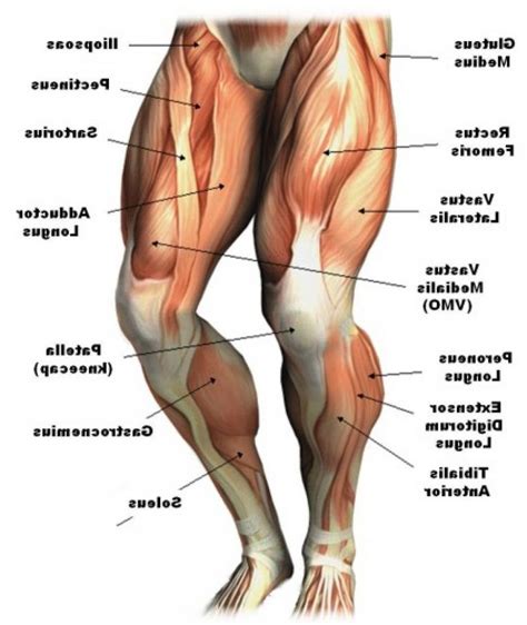 Deigram of outside leg muscles. Leg Muscle Anatomy Chart | amulette