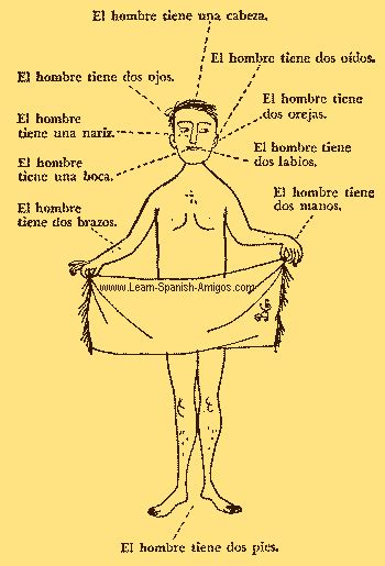 Knowing the spanish body parts is definitely important, but take it further by learning about idioms and body language in spanish. Body Parts in Spanish