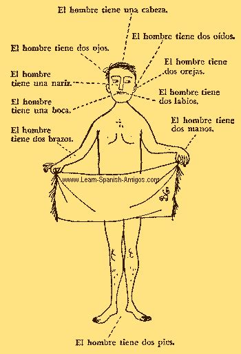 Printout label the iris, pupil, lens, cornea, optic nerve, retina, vitreous, eyelash, eyelid, eyebrow, and tear. Body Parts in Spanish