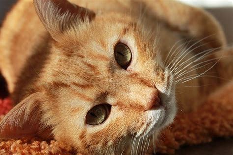 With surgery alone, the median survival time is 10 to 12 months. Cat life expectancy: how long do cats live? - Dogalize