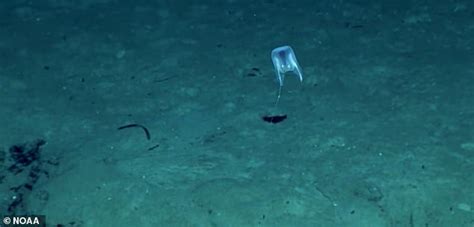 Below you will find example usage of this term as found in modern and/or. Scientists identify creepy new species of deep-sea jellyfish using only high-definition video