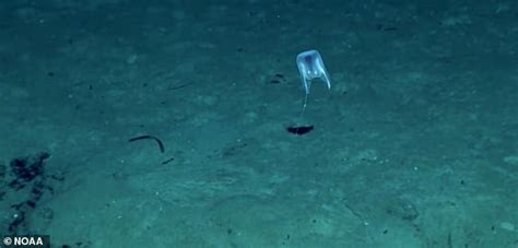 (sport fishing) open sea (part of the sea out of sight of land). Scientists identify creepy new species of deep-sea ...