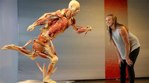 Explore the human body with unprecedented detail. Real Bodies The Exhibition in sydney