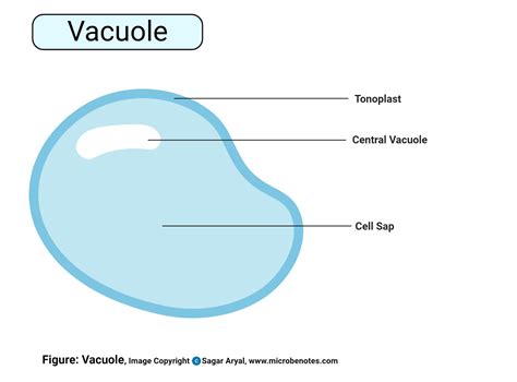 Plant cells have a large central vacuole which fills with fluid, or sap, which helps provide structure to the cell and the plant. Animal Cell- Definition, Structure, Parts, Functions and ...