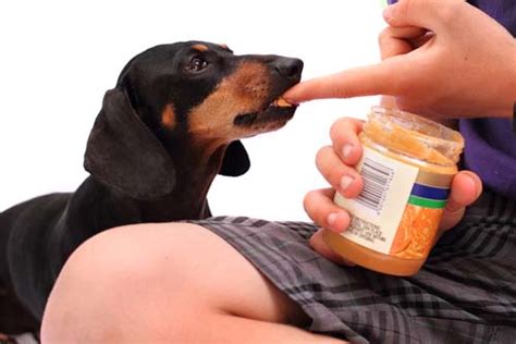 Just remember that they don't need any excess salt or fat in their diet either. Can Dogs Eat Peanut Butter or Is Peanut Butter Bad for Dogs?