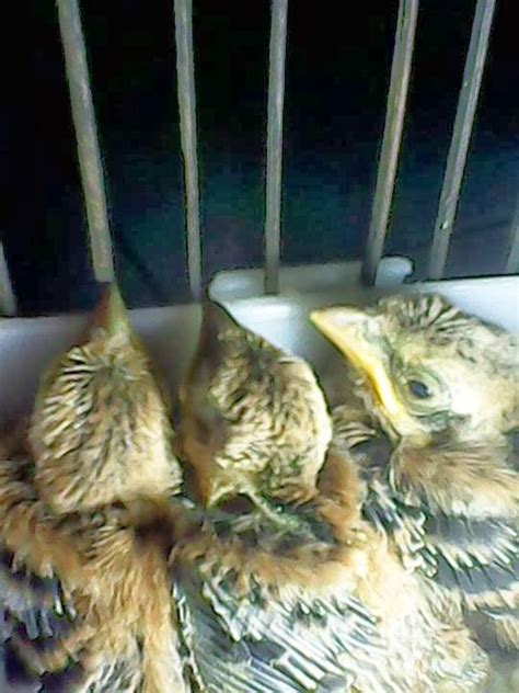 Burung cendet termasuk burung yang lincah dan gesit, mempunyai ekor yang cukup panjang yang kerap dimainkan ketika berkicau maupun ketika. Habitat Burung Cendet dan Pembiakannya