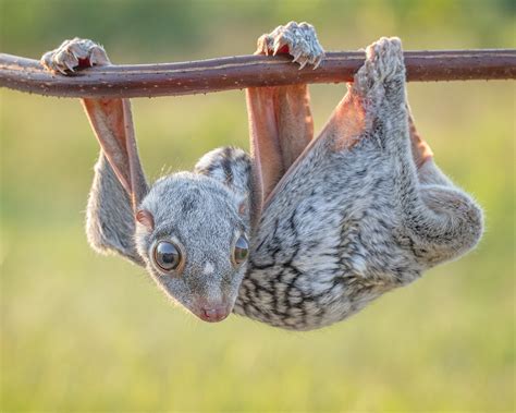 The sunda flying lemur is a species of colugo. El Colugo - Las especies mas raras del mundo