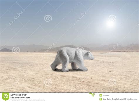 Trouver la ours polaire a la plage photo idéale une vaste collection, un choix incroyable, plus de 100 millions d'images ld et dg abordables de haute qualité. Ours Blanc Marchant Dans Un Désert Image stock - Image du désert, ours: 22999927