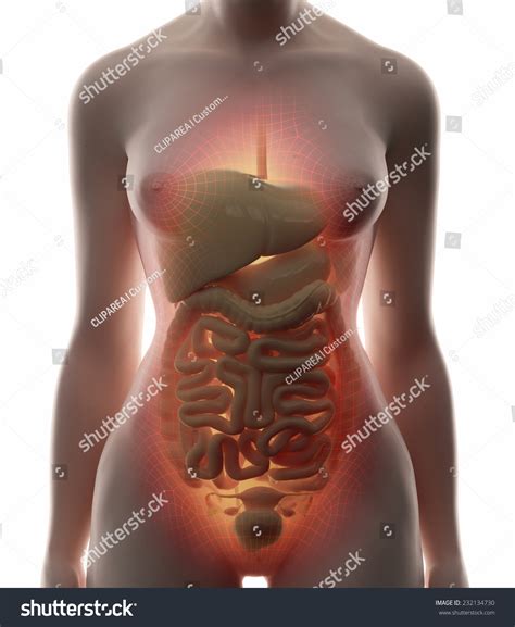 The viewer gets to see the abdominal organs just as the surgeon does while he or she is operating o. Abdominal Organs - Real View Female Anatomy Concept Stock ...