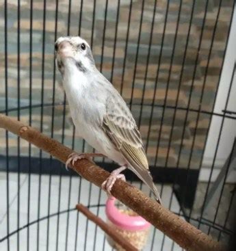 Burung ini satu kerabat dengan burung kenari sehinggaburung blackthroat berasal dari afrika. Perbedaan Blackthroat Jantan Dan Betina Om Kicau - Cara ...