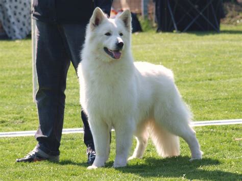 Der weiße schweizer schäferhund im portrait. Wäiss Schéiferhënn Lëtzebuerg - Berger Blanc Suisse ...